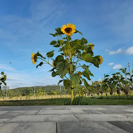 W Slonecznikach, Jacuzzi, Quady, Gory בית נופש Debowina